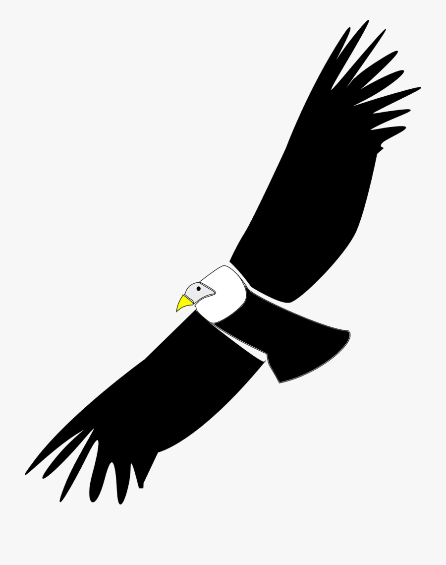 Eagle,bald Eagle,vertebrate - Condor Clipart, Transparent Clipart