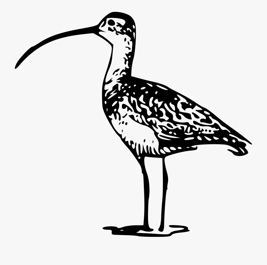 Standing Billed Clip Art - Long Billed Curlew Drawing, Transparent Clipart