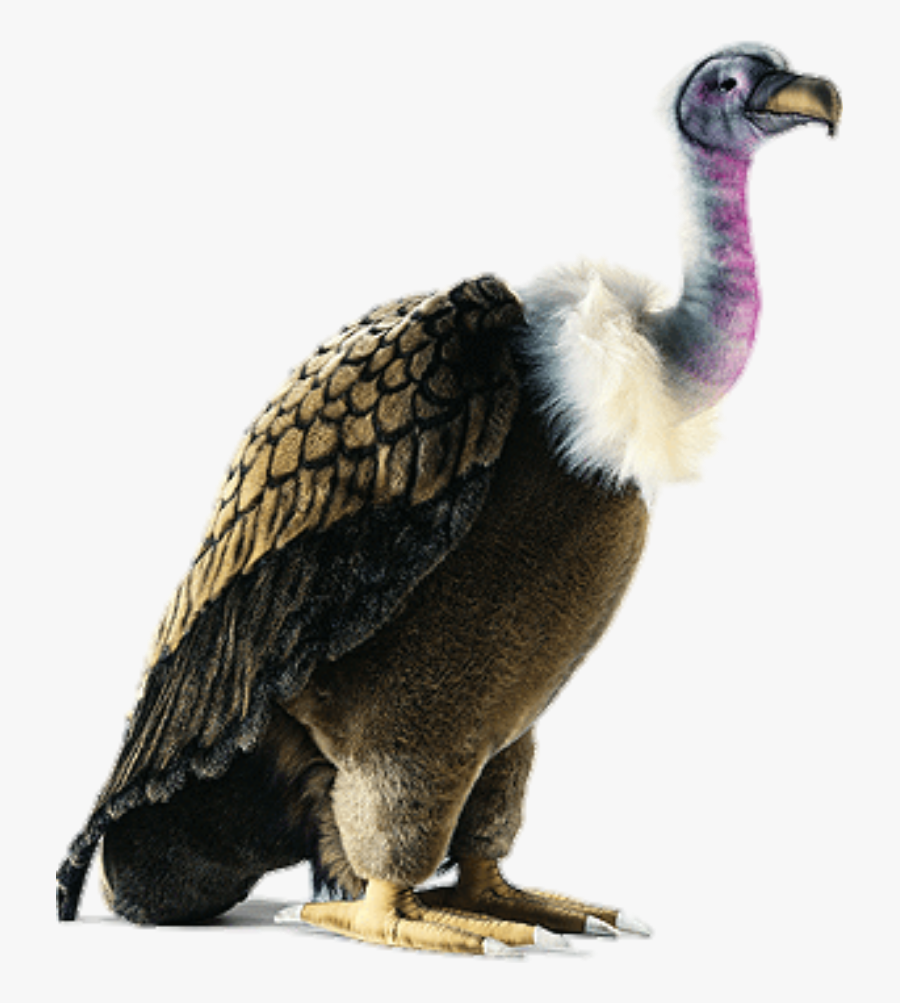 #art #vulture #bird #stickers - Vulture Bird Png, Transparent Clipart