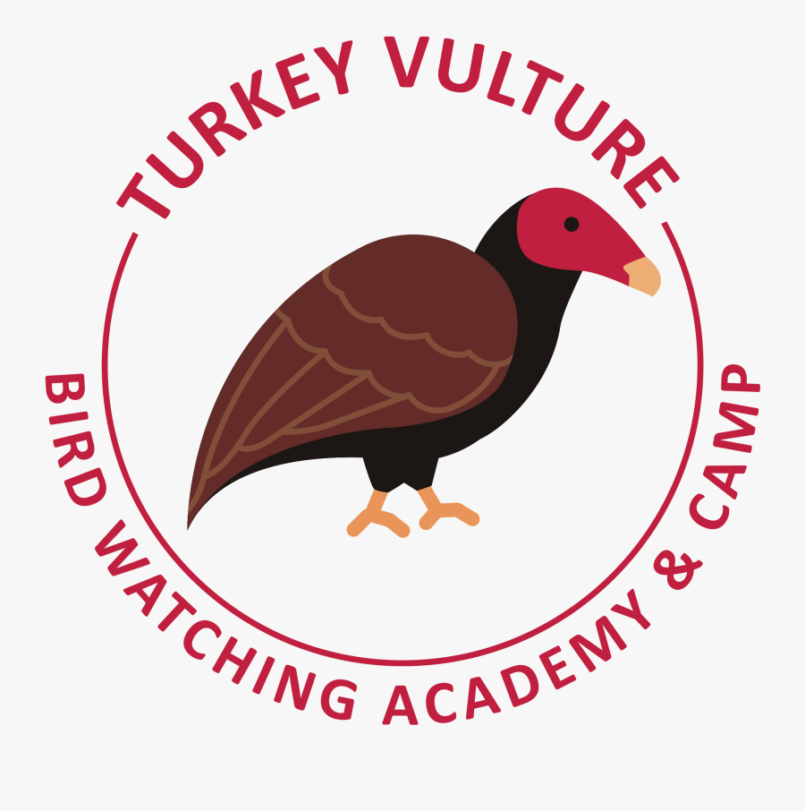 Transparent The Vulture Png - Turkey Vulture, Transparent Clipart