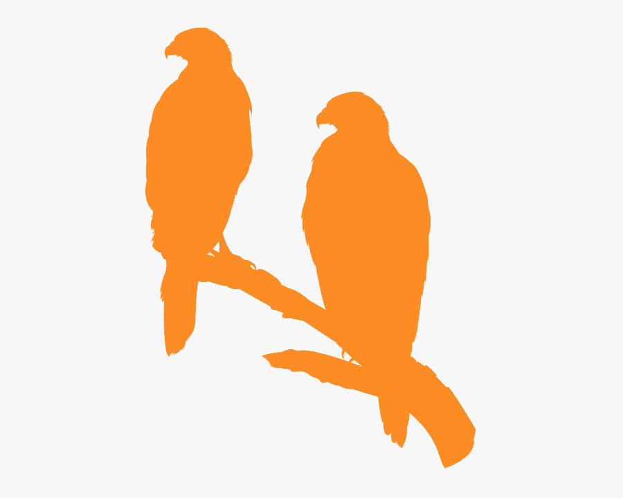 Parrot, Transparent Clipart