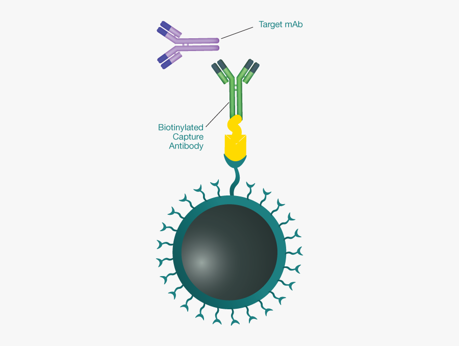 Digital Marketing Strategies 2019, Transparent Clipart