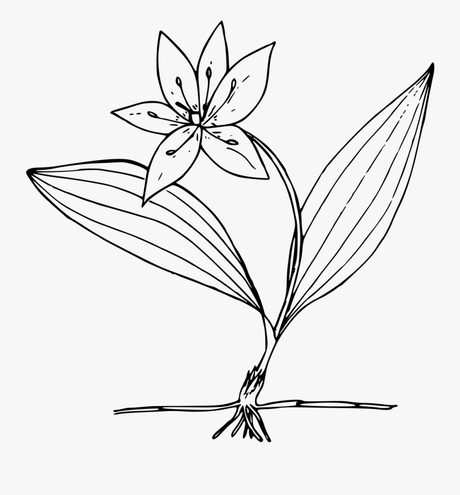 Queencup Beadlily - Lily Family, Transparent Clipart