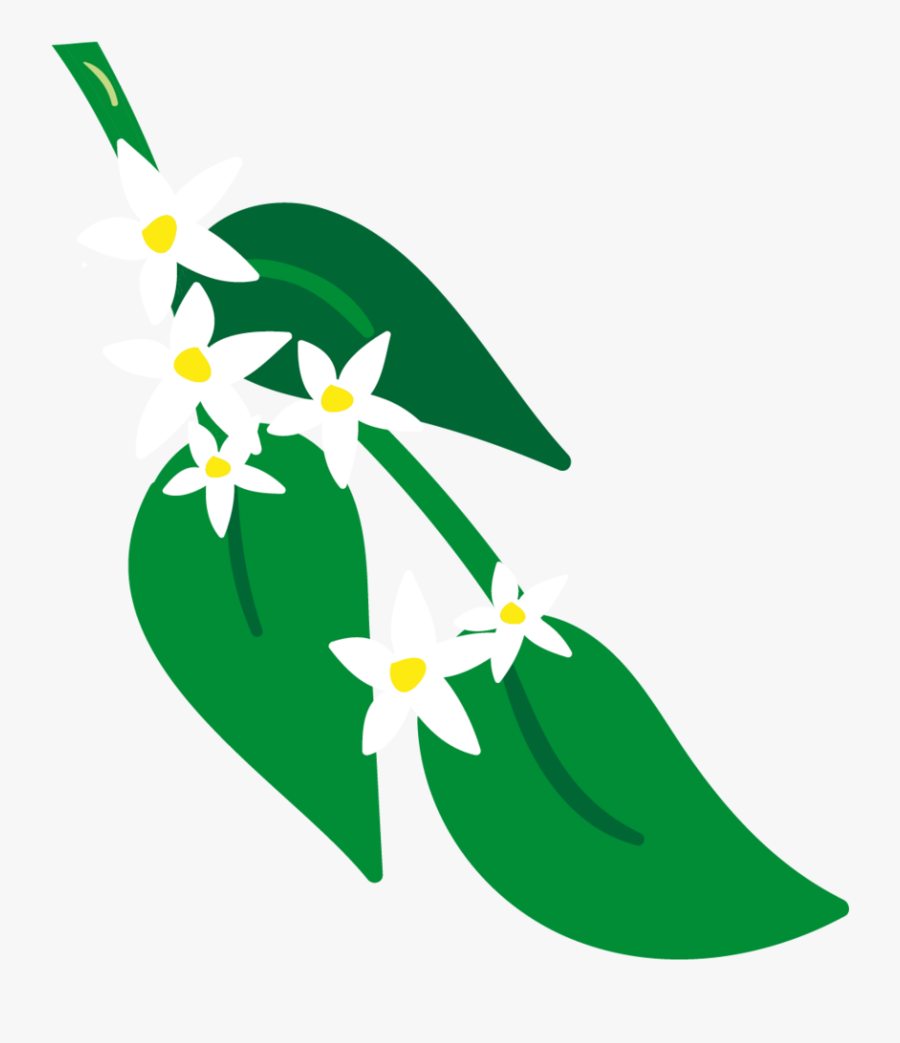 Bergamot & Grapefruit Organic Luxury Hand Lotion 250ml, Transparent Clipart