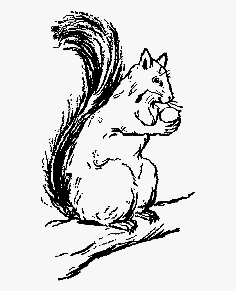 Fox Squirrel, Transparent Clipart