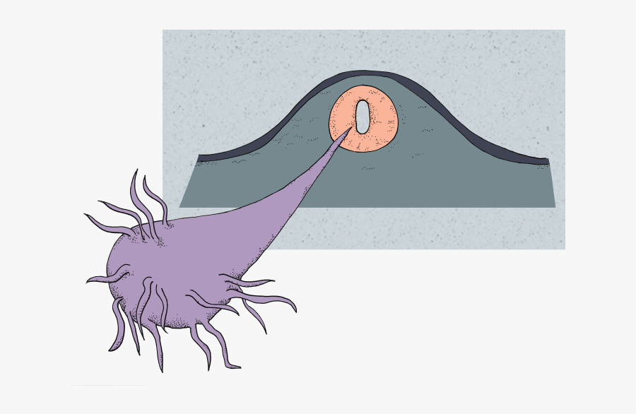 When Neurulation Is Complete, The Neural Tube Contains - Cartoon, Transparent Clipart
