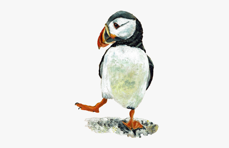Atlantic Puffin, Transparent Clipart
