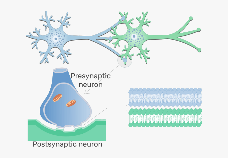 An Image Showing Electrical Synapse Between 2 Neurons - Neuron And Synapse Clipart, Transparent Clipart