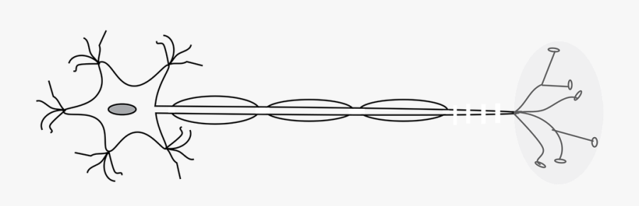 Motor Neurone, Neuron, Neurone, Nerve, Nerve Cell - Line Art, Transparent Clipart