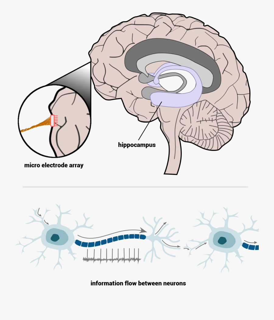 Cross Section Of The Human Brain - Hippocampus In Spatial Memory, Transparent Clipart