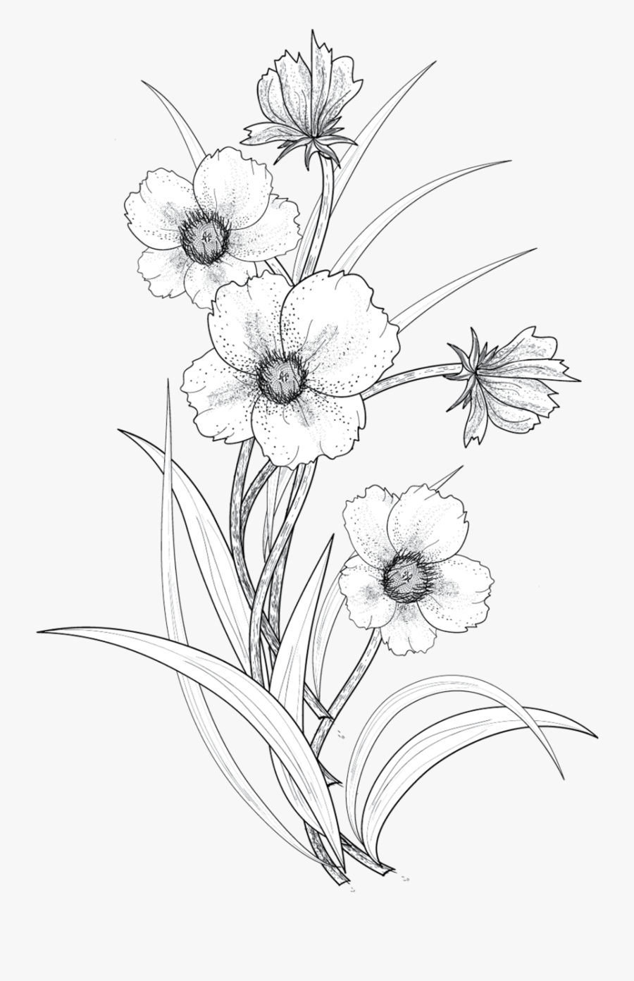 Flower Line Art Png, Transparent Clipart