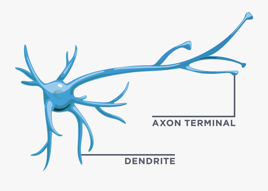 Your Brain Interactive Build, Transparent Clipart