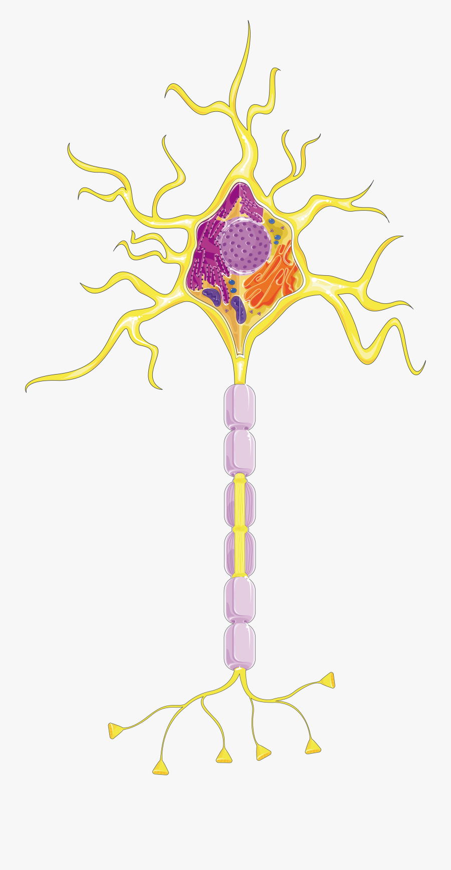 Neurone Servier, Transparent Clipart