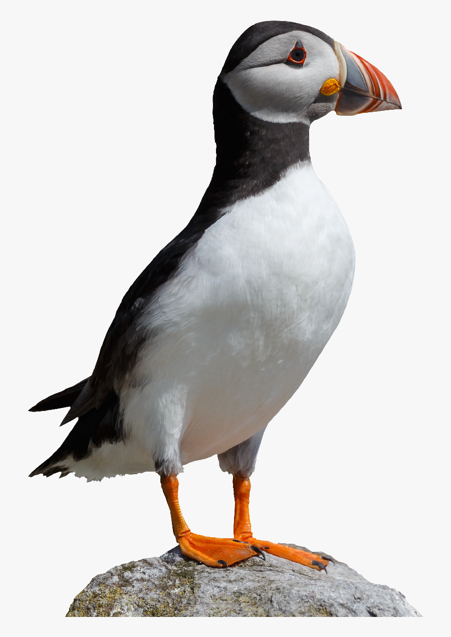 National Trust For Jersey - Puffin Png, Transparent Clipart