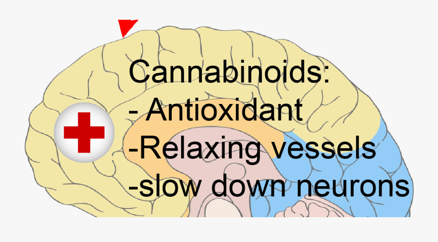 Does Cannabis Kill Brain Cells - Tilt The Screen Back Read, Transparent Clipart