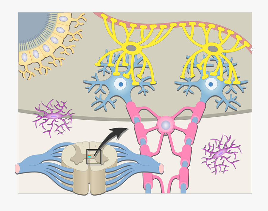 Neuron, Transparent Clipart