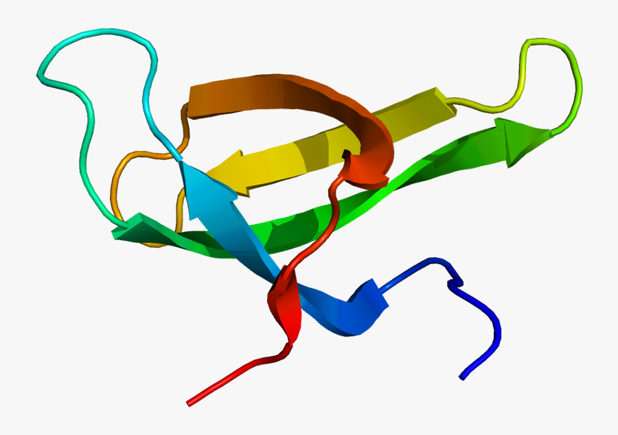 Protein Smn1 Pdb 1g5v - Survival Motor Neuron Protein, Transparent Clipart