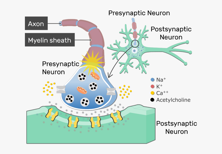 An Image Showing The Action Potential Passing Through - Neurotransmitter Synapse, Transparent Clipart