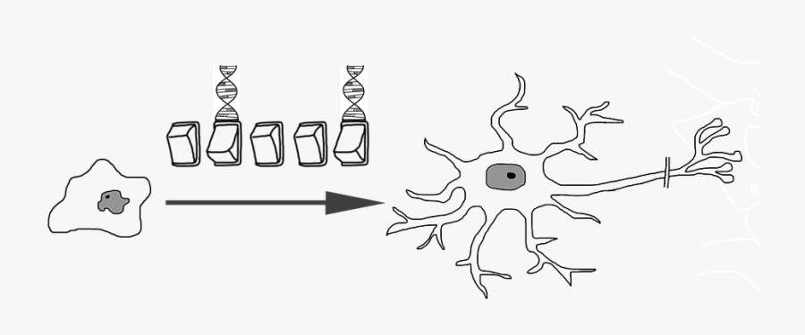 Neuronal Differentiation, Nerve Cell, Development - Stem Cell In Black And White, Transparent Clipart