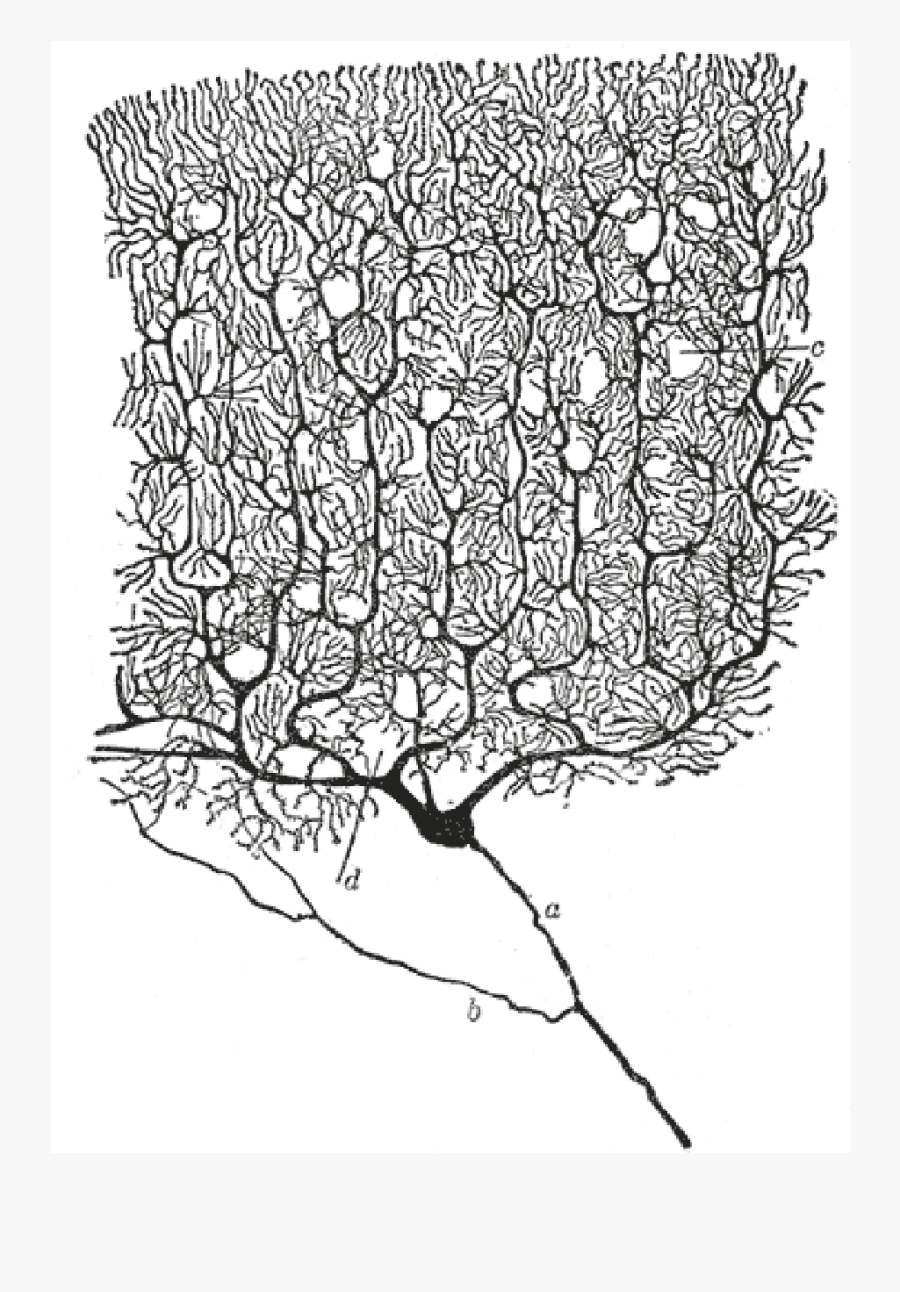 Santiago Ramon Y Cajal Artwork, Transparent Clipart