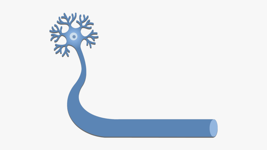 An Image Showing A Neuron With It"s Axon - Illustration, Transparent Clipart