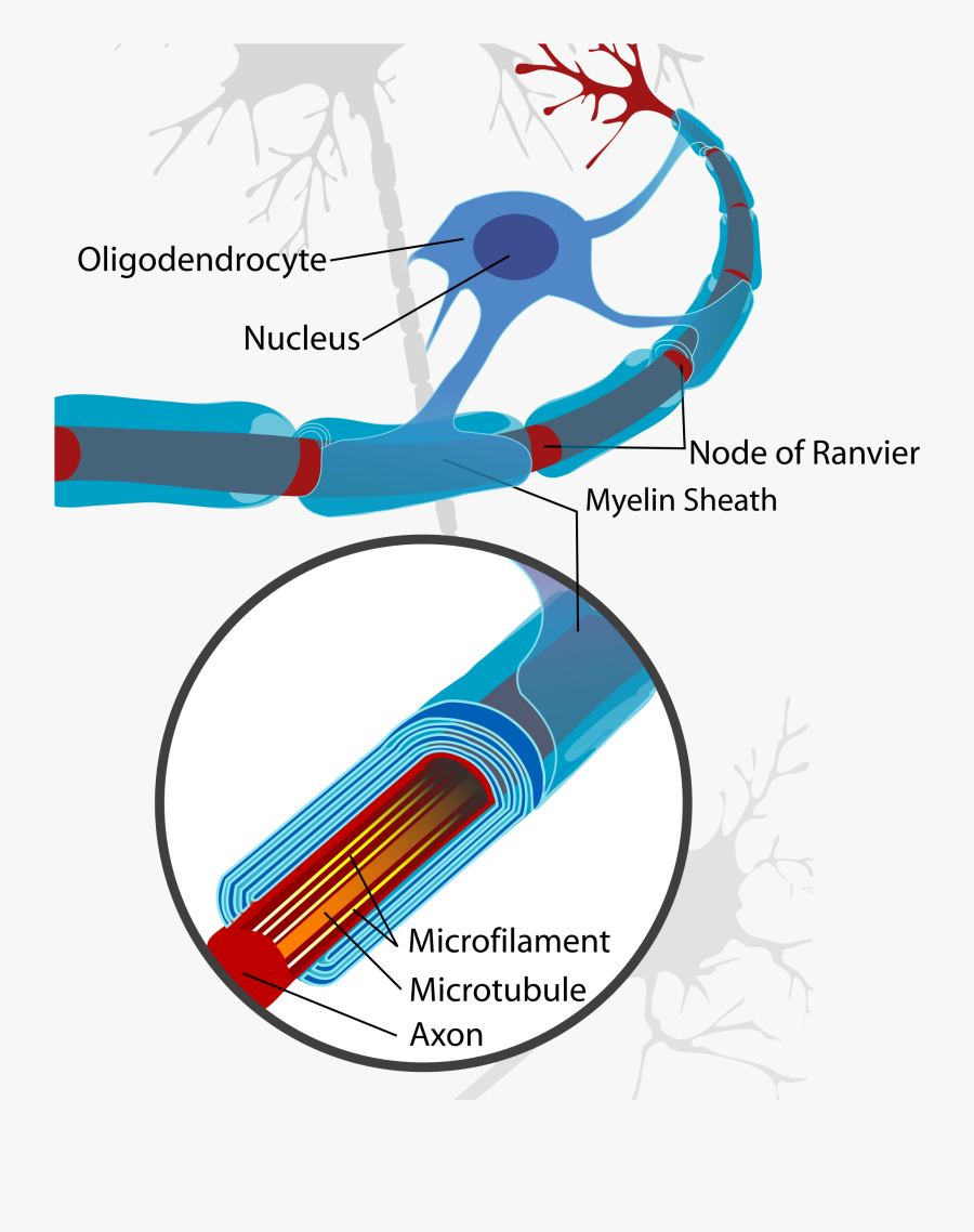 Wikimedia Foundation - Neuron Cell Diagram, Transparent Clipart