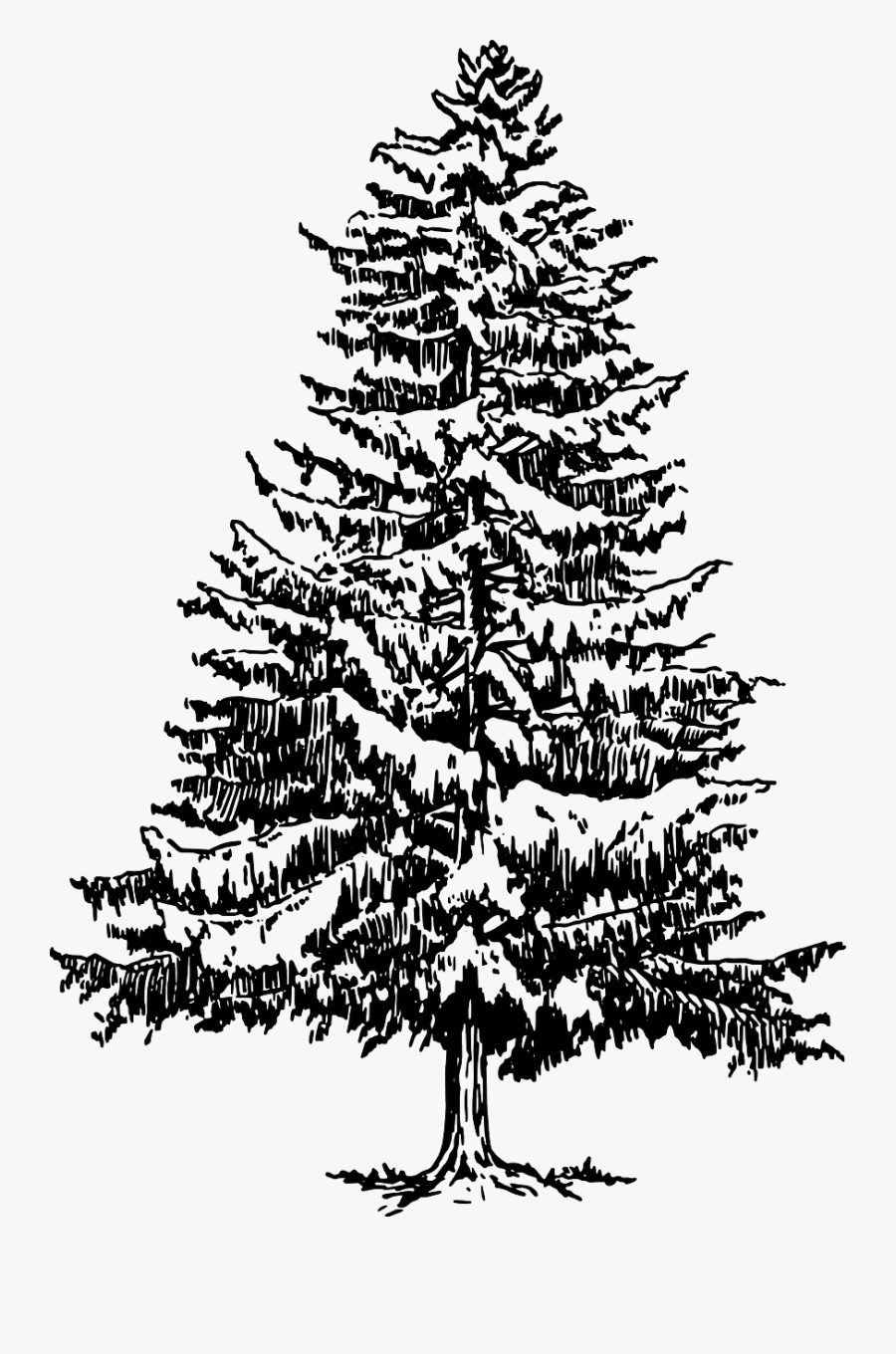 Clip Art Pine Tree Drawing - Pine Tree Clipart Black And White, Transparent Clipart