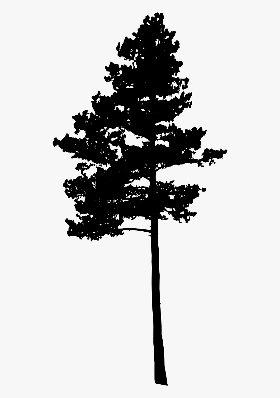 538 × 1200 Px Pine Tree Silhouette Png , Free