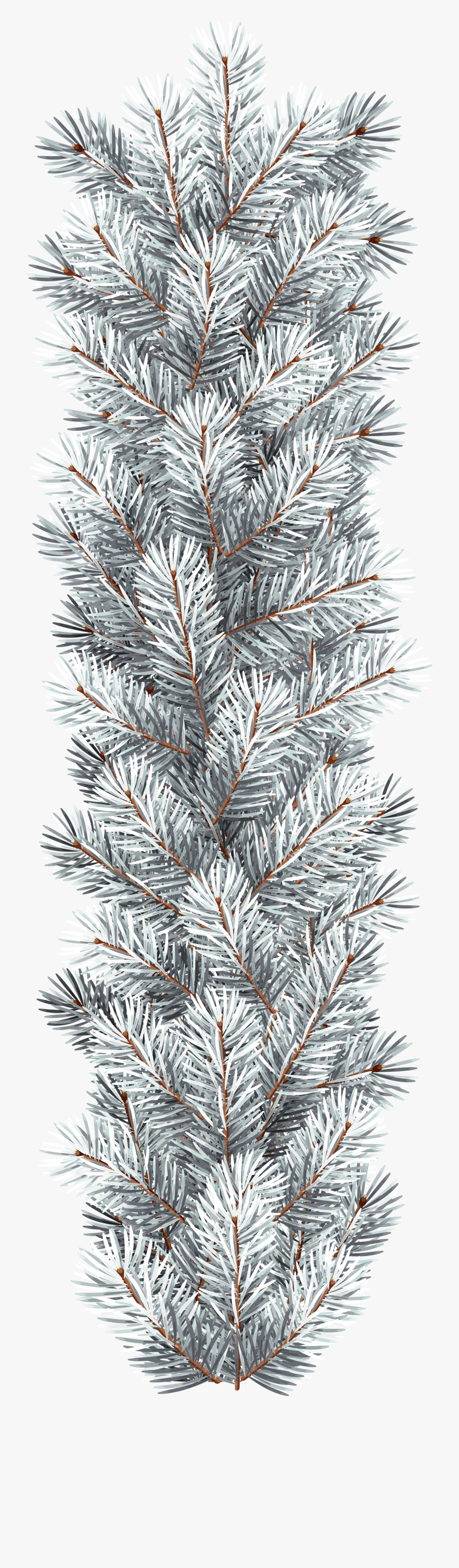 White Pine Png, Transparent Clipart