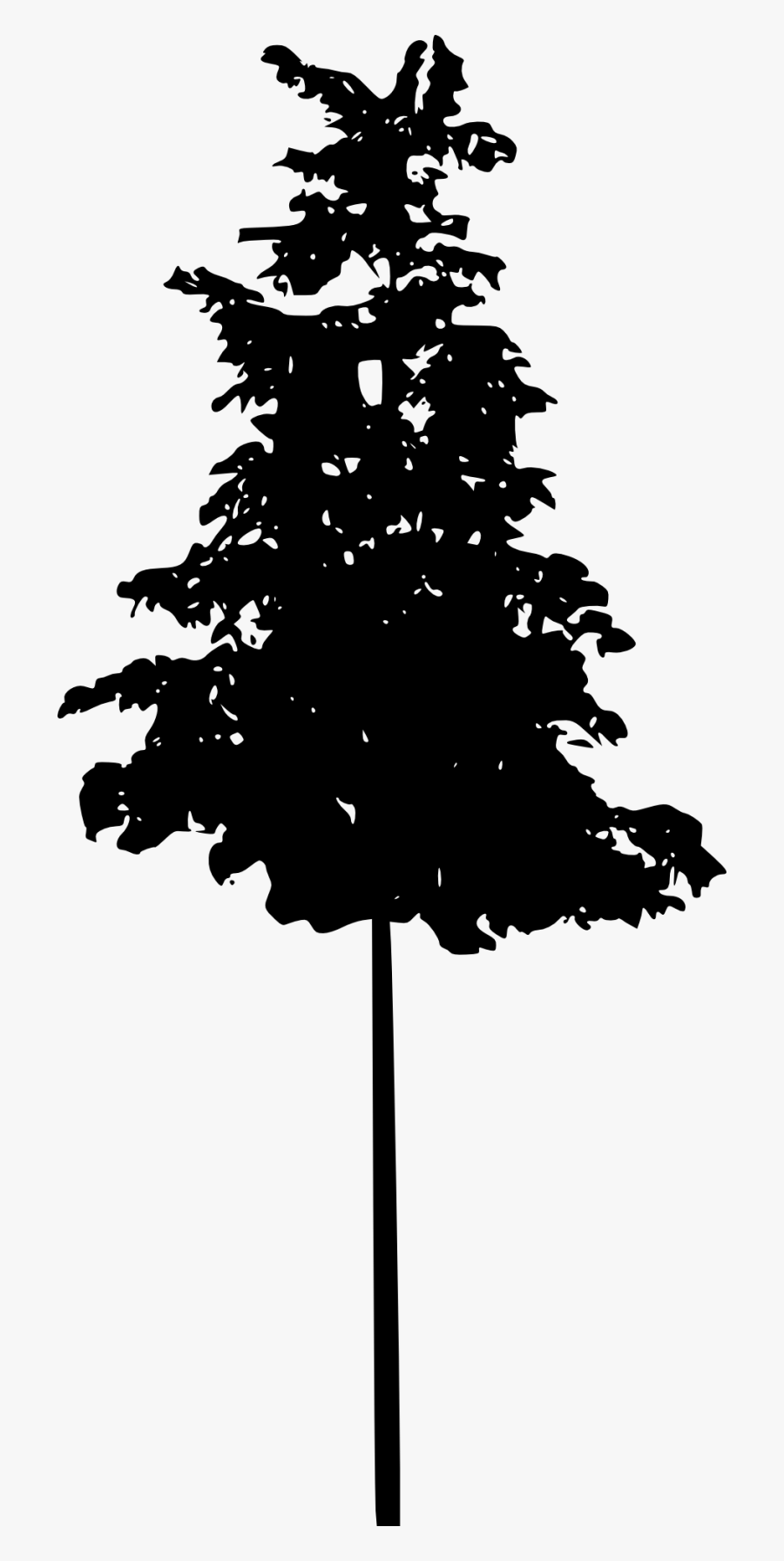 Pine Tree Spruce Conifers - Sketch Pine Tree Png, Transparent Clipart