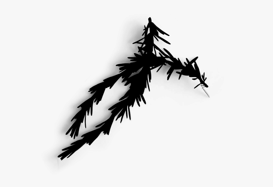 Transparent Tree Clipart Black And White No Leaves - White Pine, Transparent Clipart