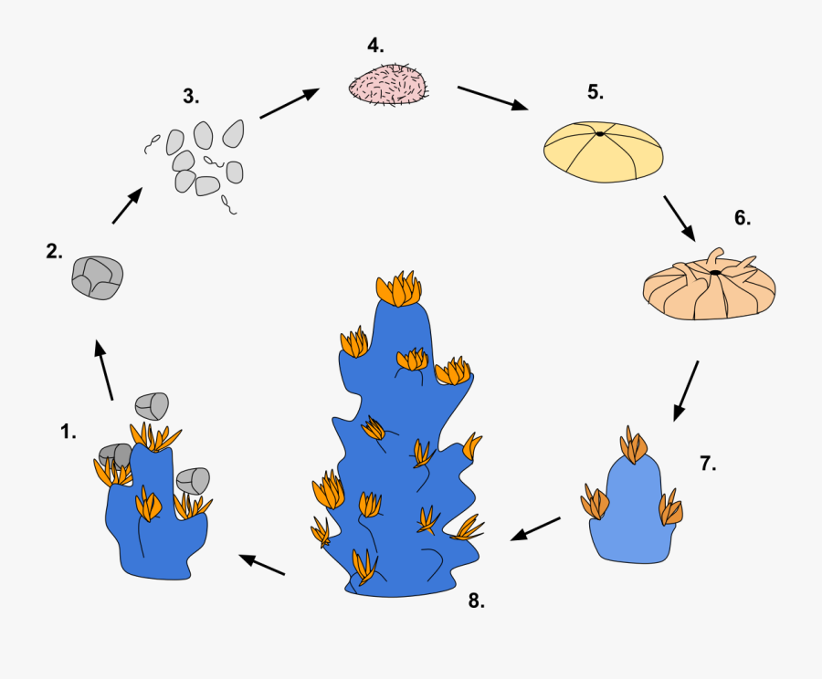 Coral Life Cycle, Transparent Clipart
