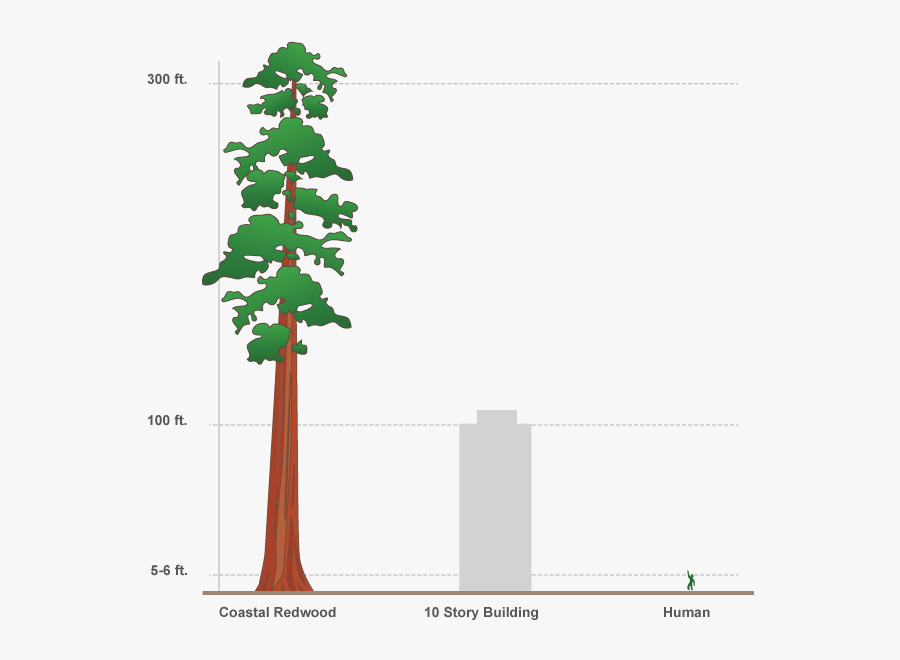 Svg Free Design Interactive Infographics In Adobe Edge - Redwood Tree Compared To Human, Transparent Clipart