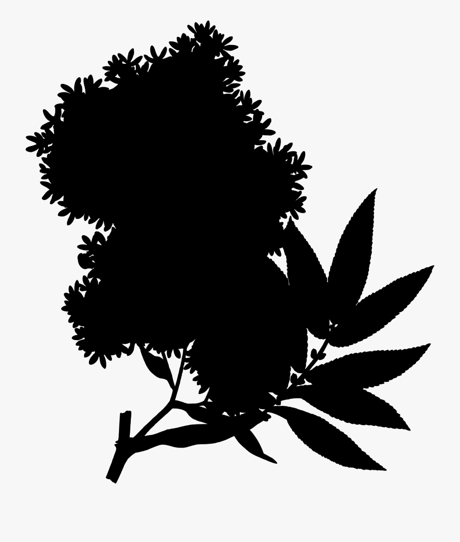 Clipart - Hagenia Abyssinica, Transparent Clipart