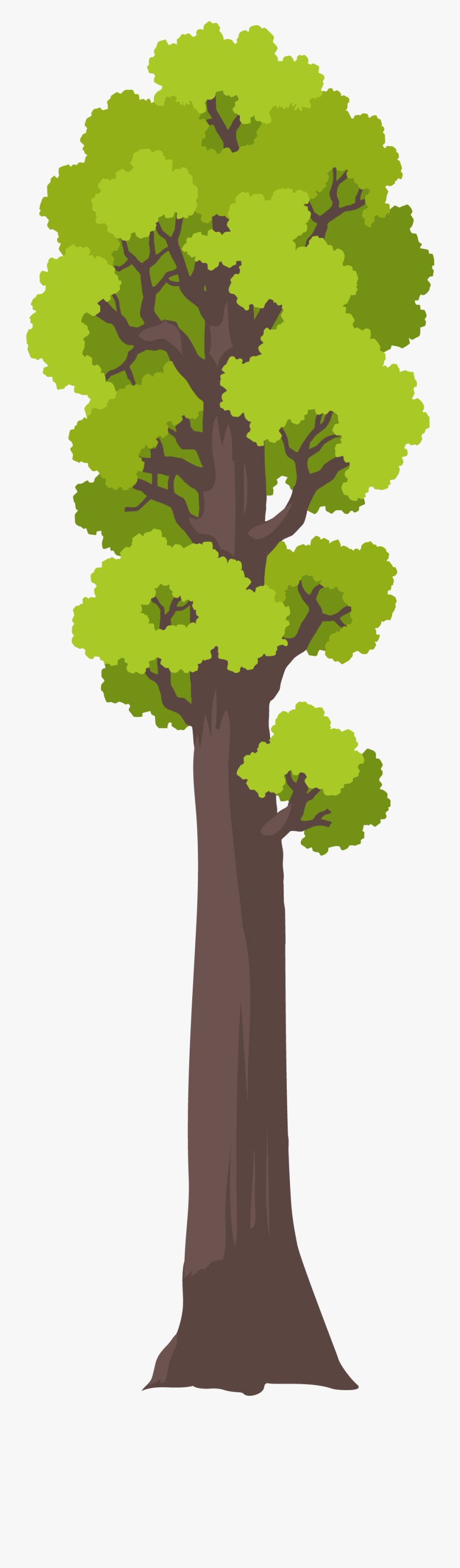 Oak, Transparent Clipart