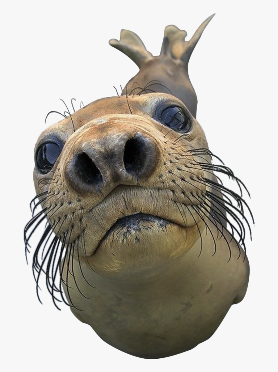 Seal Animal Png - Close Up Of Seal, Transparent Clipart