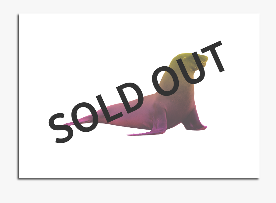 Image Of Sea Lion Poster - Illustration, Transparent Clipart