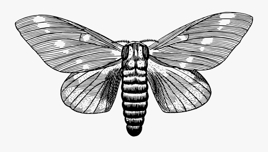 Regal Moth - Moth Clipart Black And White, Transparent Clipart