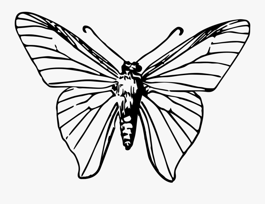 Monarch Butterfly Insect Clip - Black And White Moth Png, Transparent Clipart