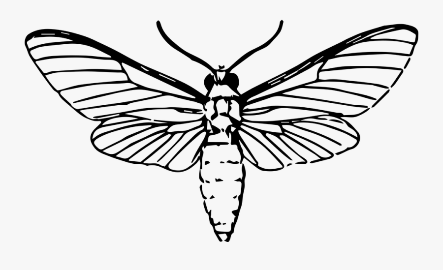 Drawn Moth Line Drawing - Moth Drawing, Transparent Clipart