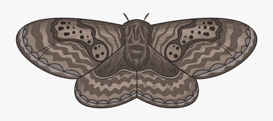 Butterfly, Transparent Clipart