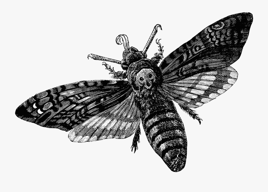 Moth Clipart Transparent Tumblr, Transparent Clipart