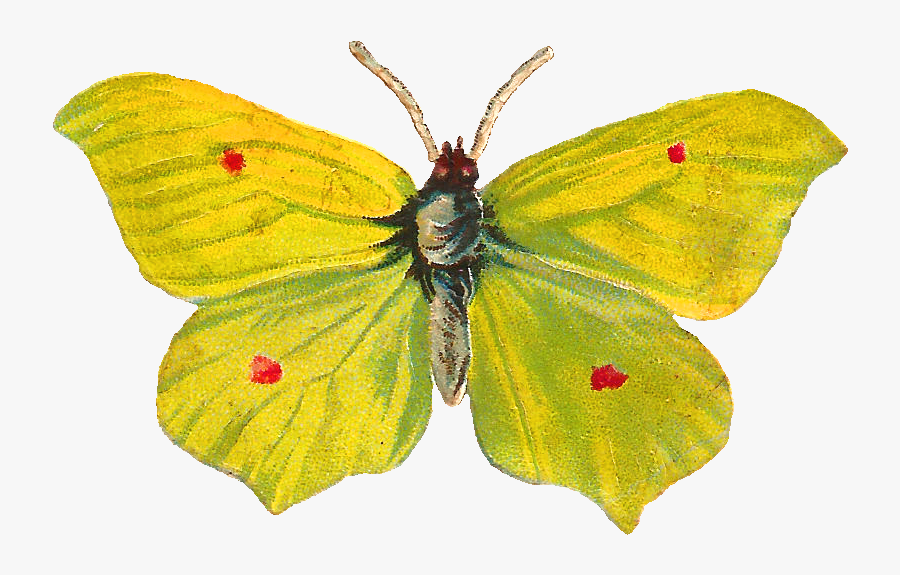 Gonepteryx Rhamni, Transparent Clipart