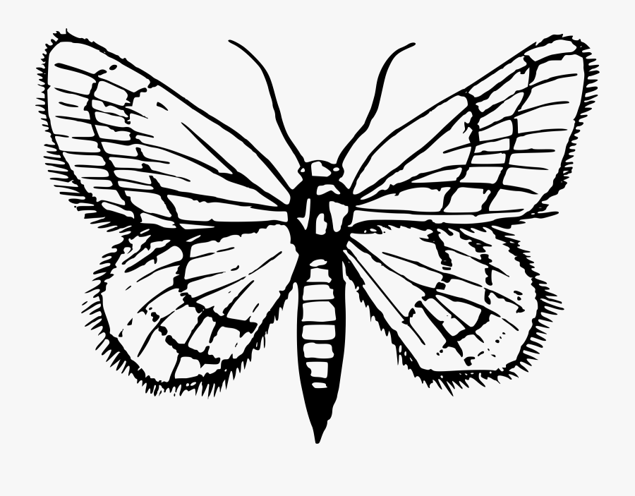 Moth 2 Clip Arts - Clip Art Of Moths, Transparent Clipart