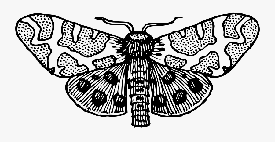 Moth Wings Open - Moth Clipart Black And White, Transparent Clipart