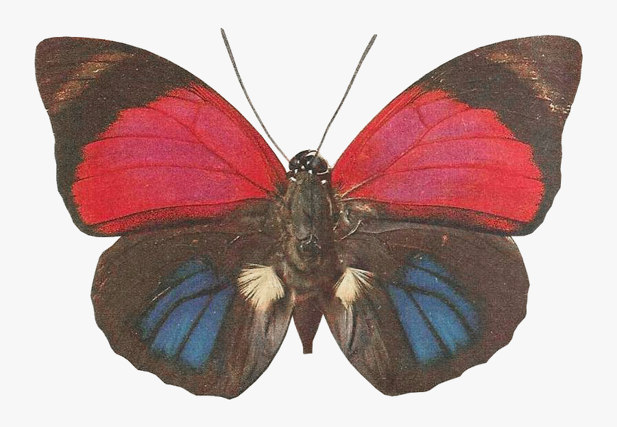 Transparent Moths Png - クラウディ ナミ イロ タテハ, Transparent Clipart