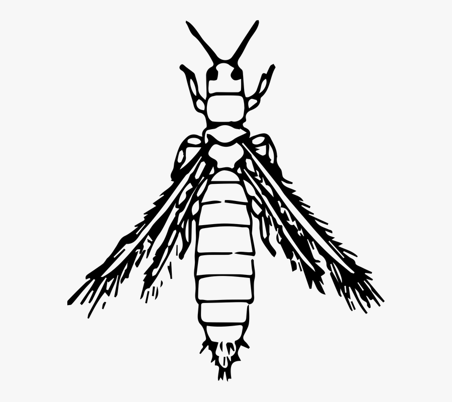 Moth, Insect, Animal - Thrips Png, Transparent Clipart