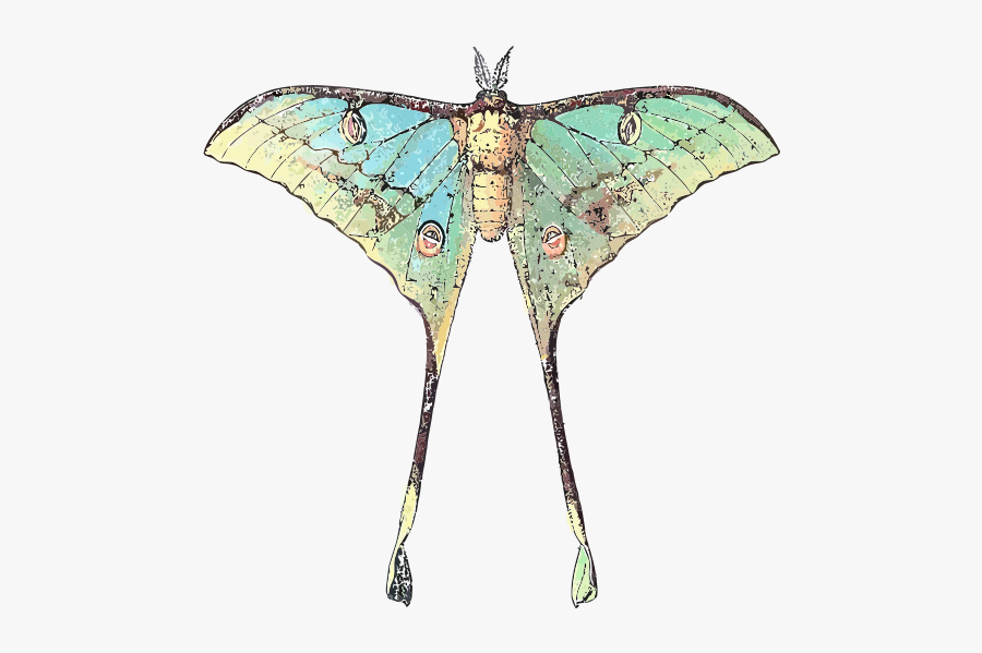 Actias Selene - Butterfly With Long Wings, Transparent Clipart