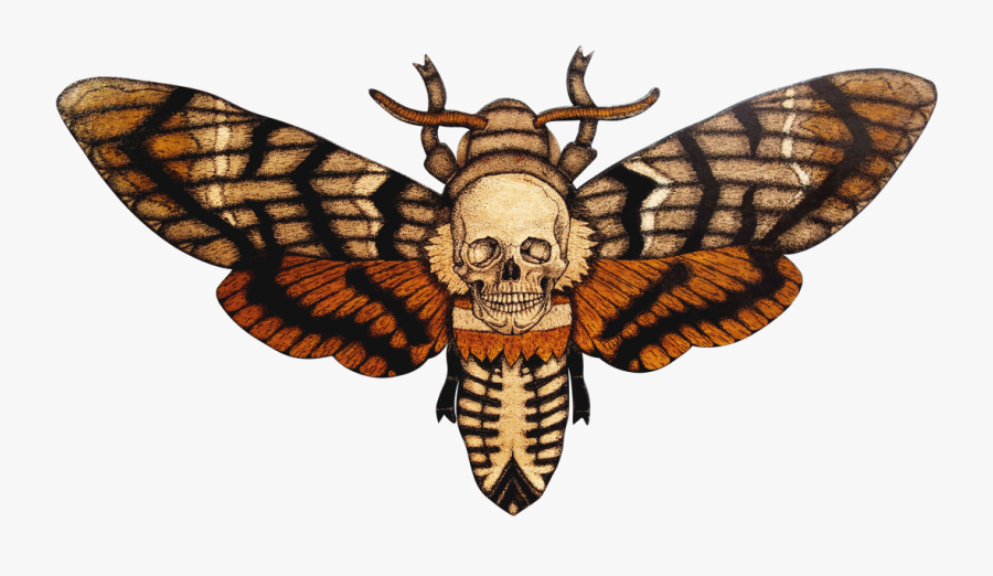 Moth Png Transparent, Transparent Clipart