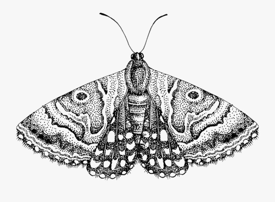 Download Moth Png Free Download For Designing Projects - Moth Png, Transparent Clipart